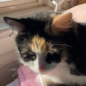 Meet your Posher, Misha